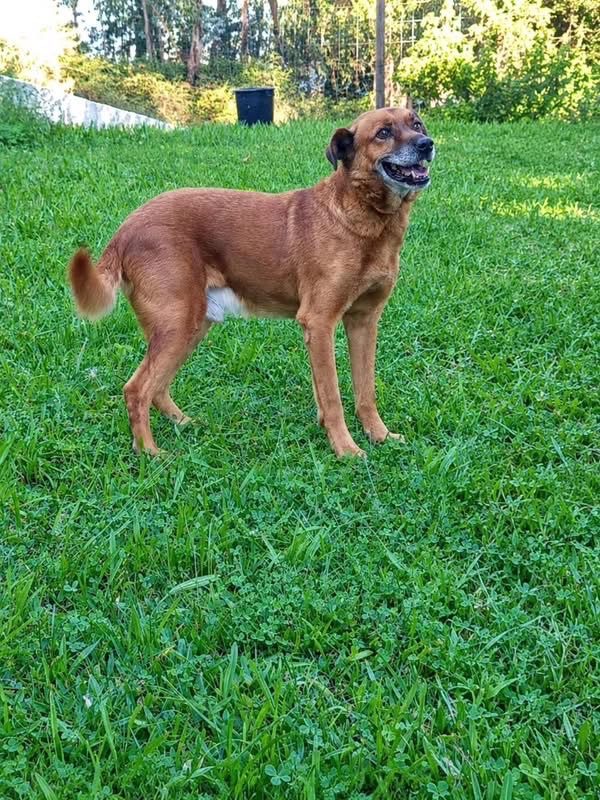 June - Chien à adopter