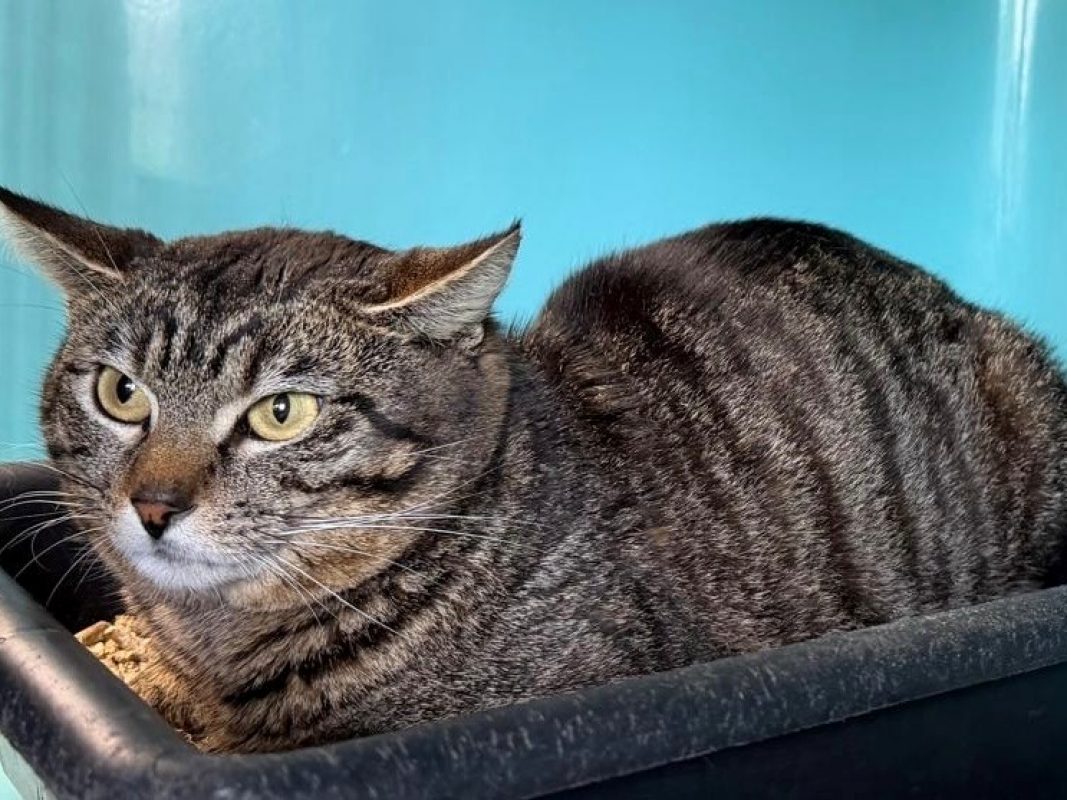 Menelick - Chat Européen à adopter