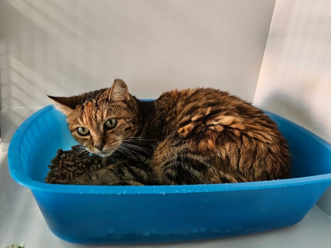 Isis - Chat Européen à adopter