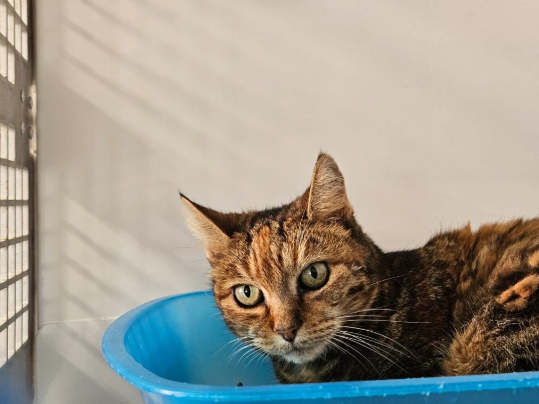 Isis - Chat Européen à adopter - photo 2