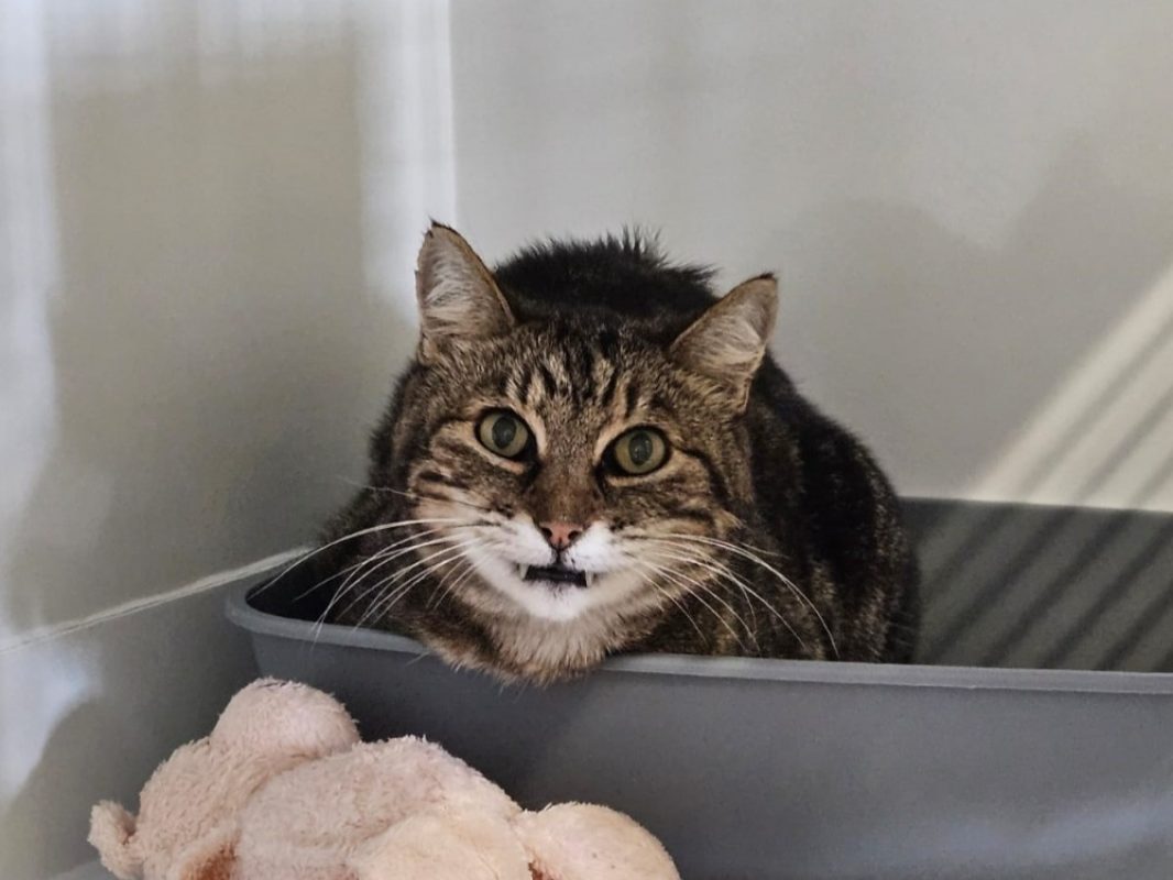 Tigrou - Chat Européen à adopter