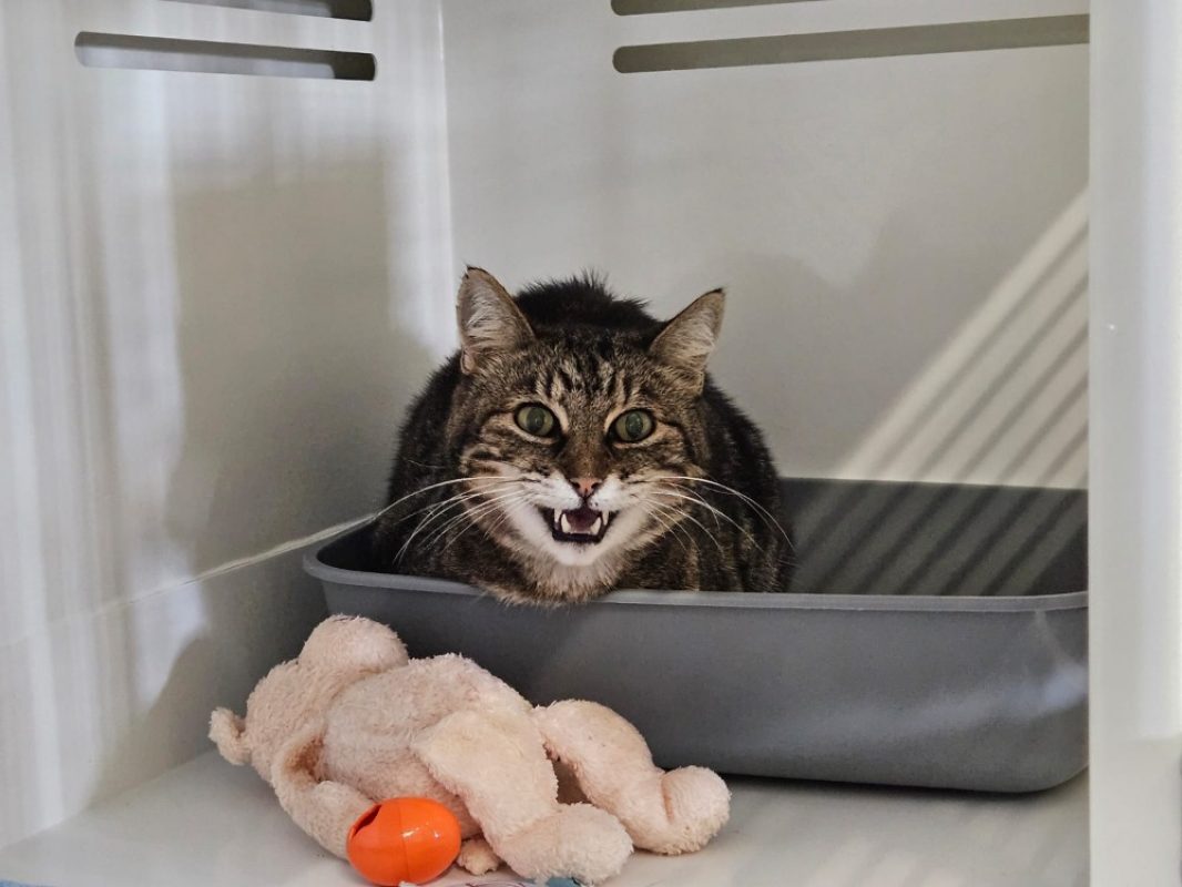 Tigrou - Chat Européen à adopter - photo 2