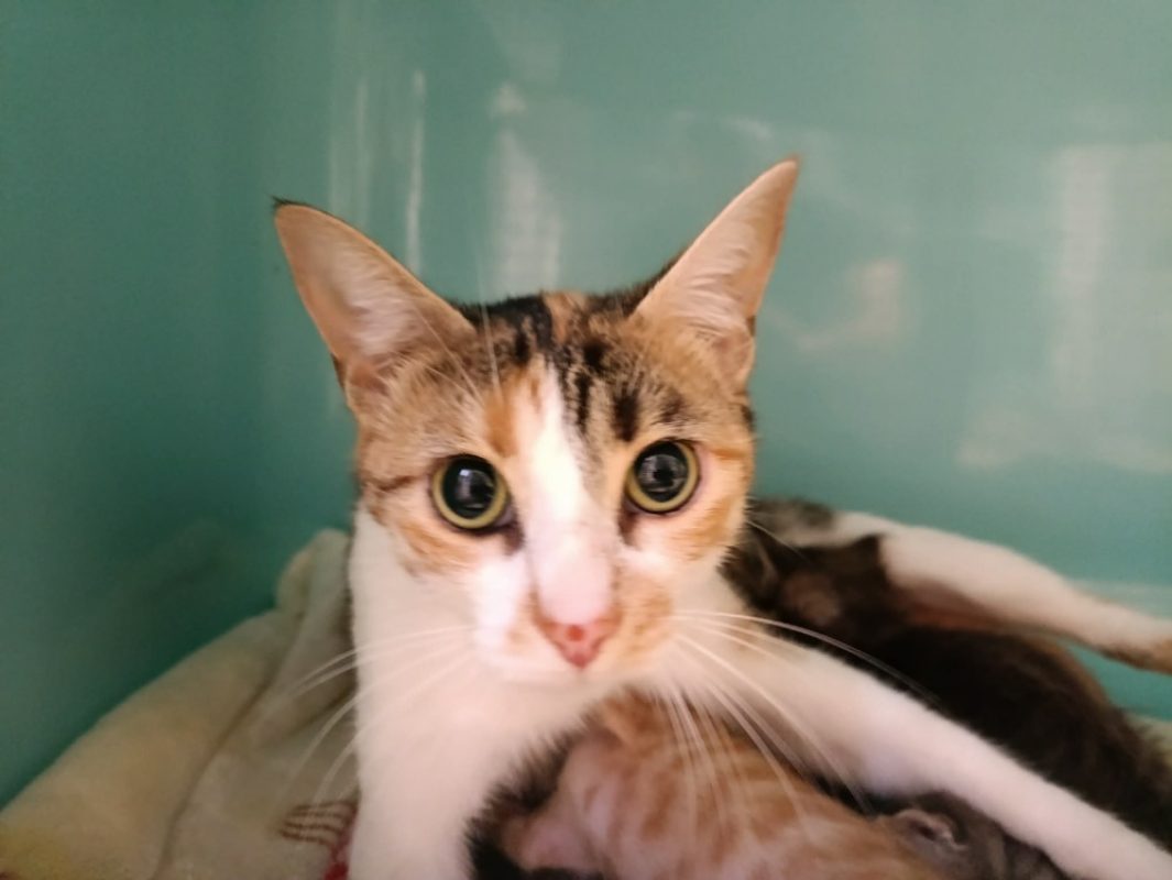Nala - Chat Européen à adopter