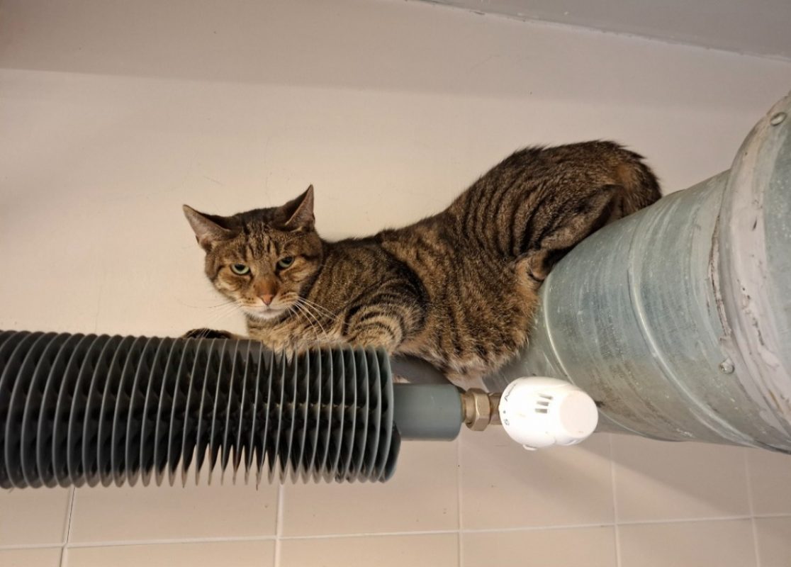 Bresil - Chat Européen à adopter