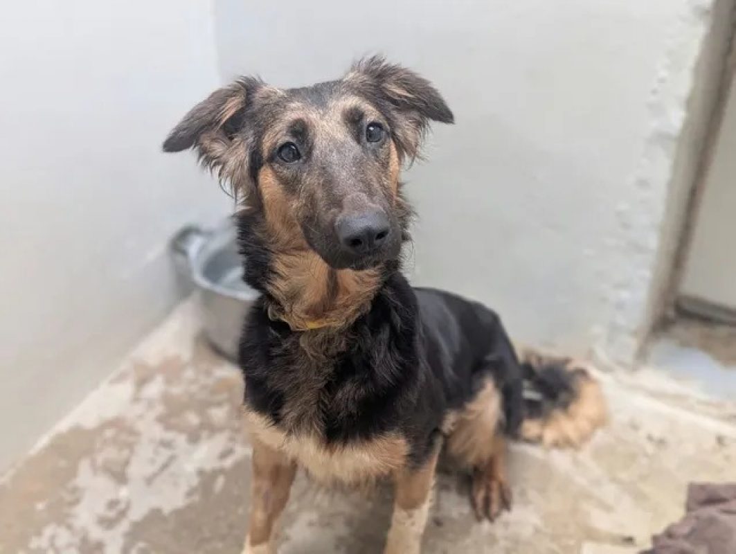 Luky - Chien à adopter