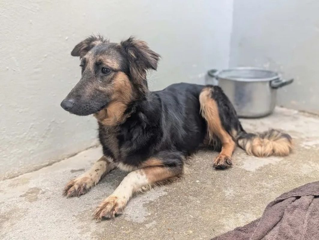 Luky - Chien à adopter - photo 2