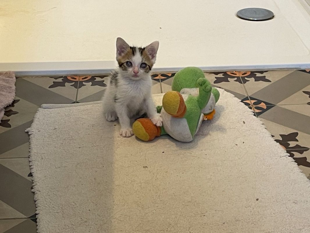 Riton - Chat à adopter - photo 5
