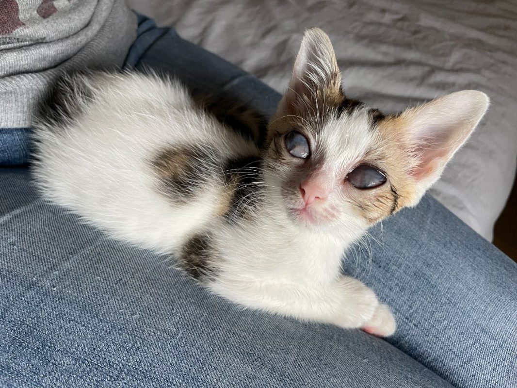 Riton - Chat à adopter - photo 8