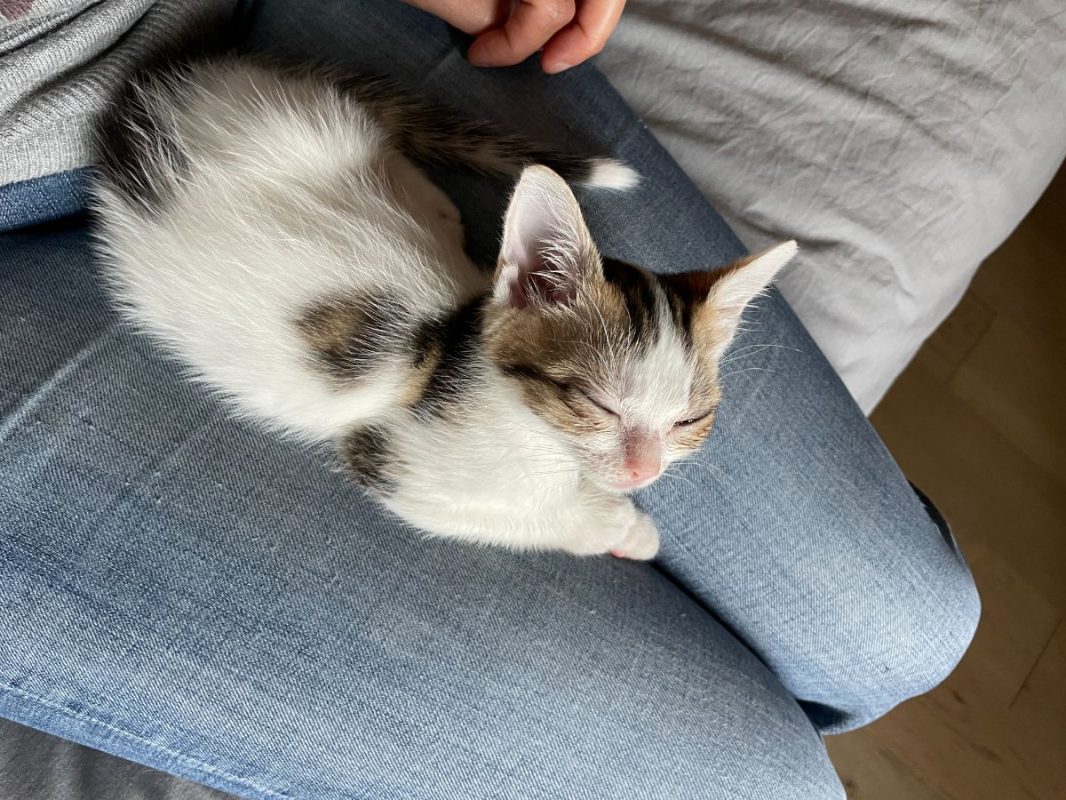 Riton - Chat à adopter