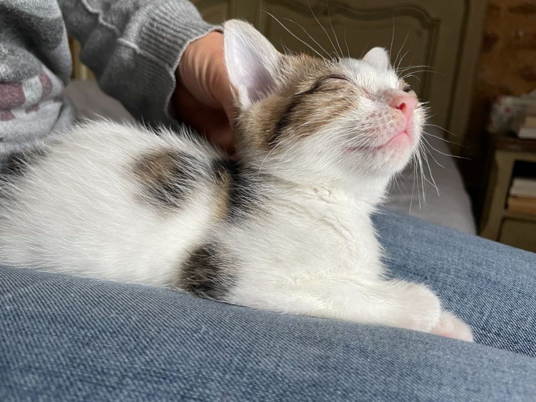 Riton - Chat à adopter - photo 2