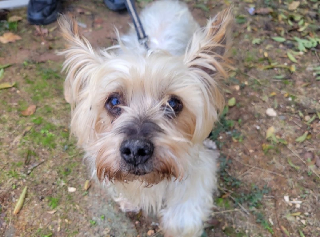 Pissou - Chien Yorkshire Terrier à adopter