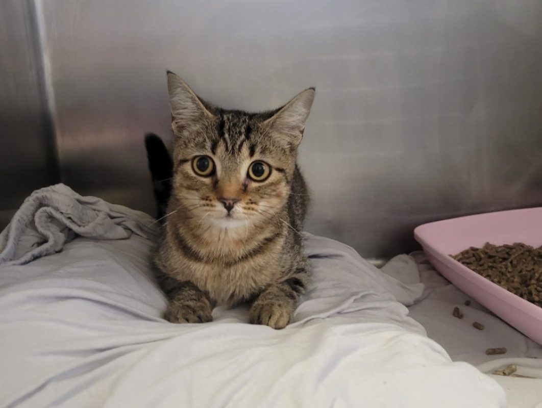 Stephounet - Chat Européen à adopter