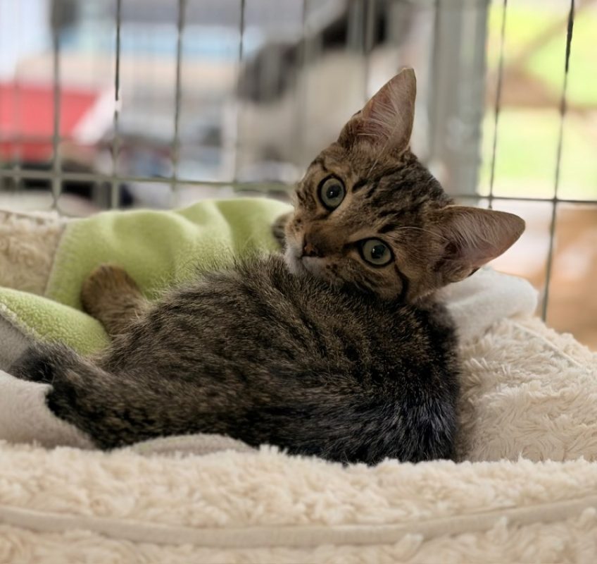 Conan - Chat Européen à adopter