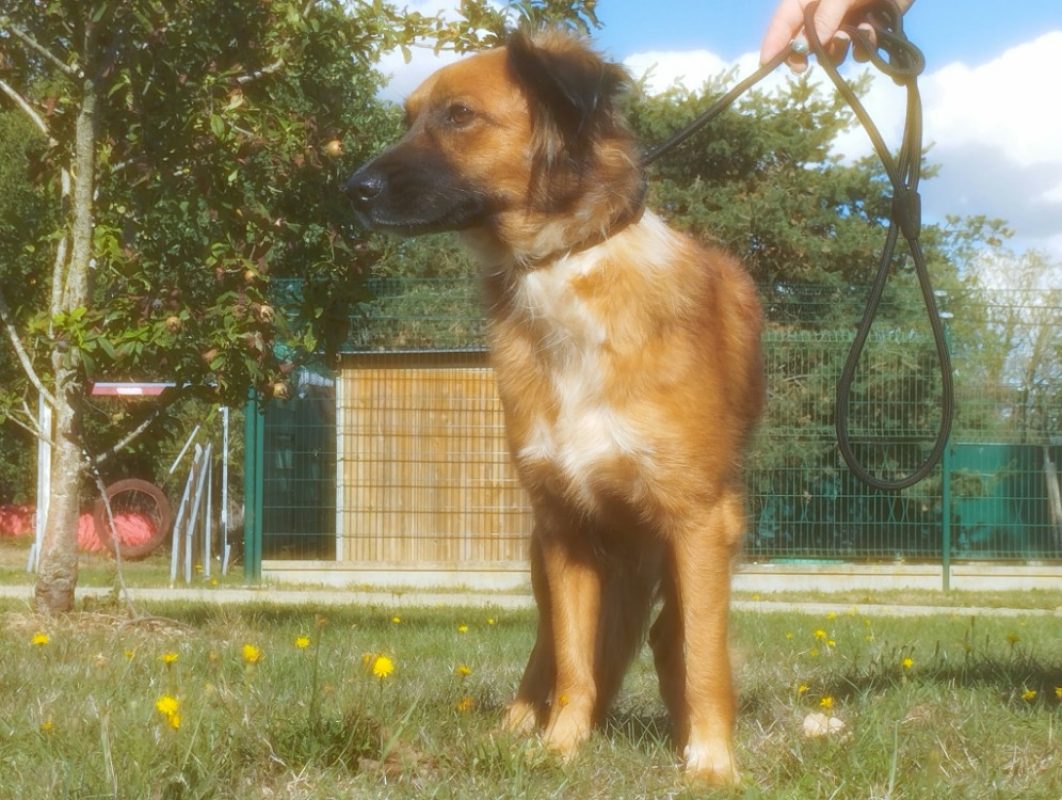 Stone - Chien Berger à adopter