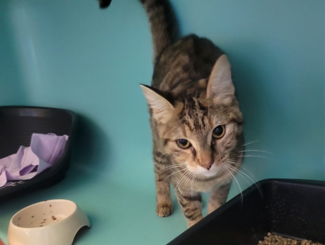 Cloupette - Chat Européen à adopter