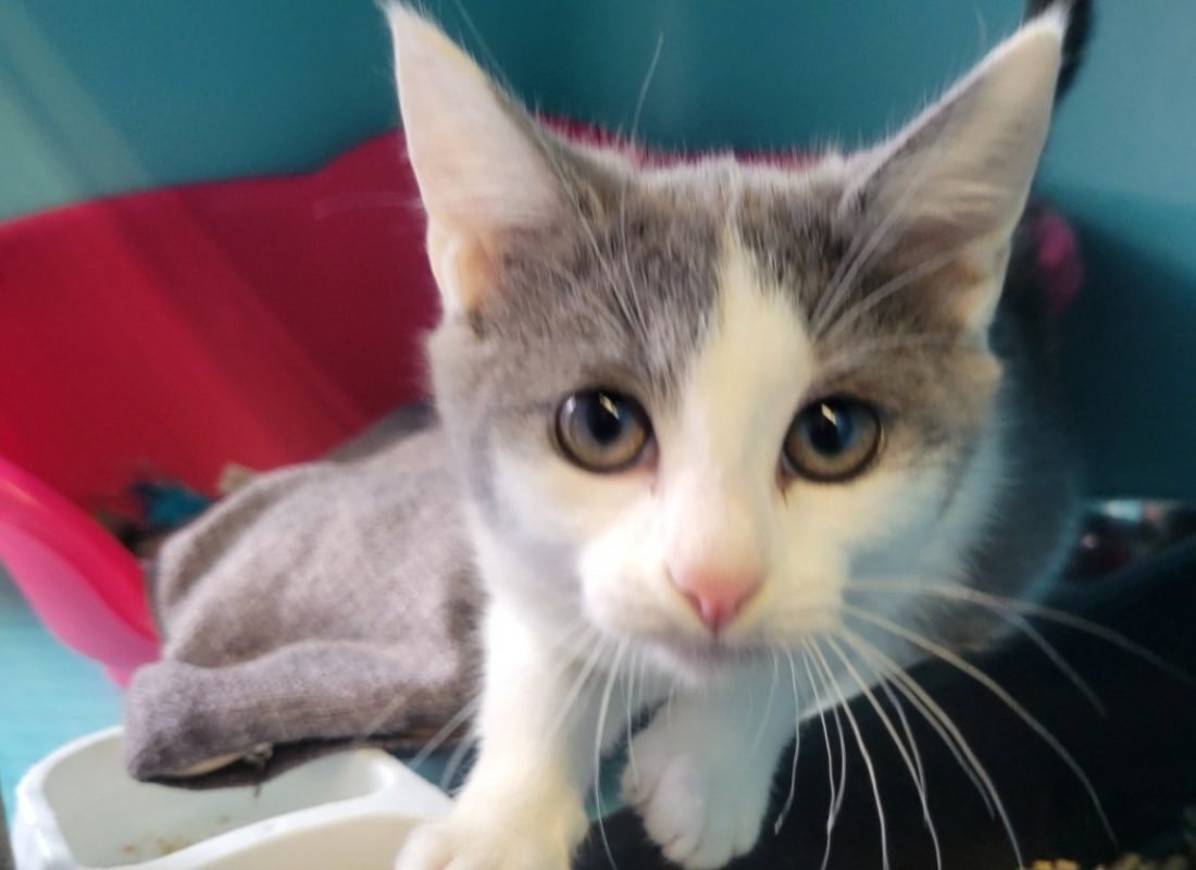 Touta - Chat Européen à adopter
