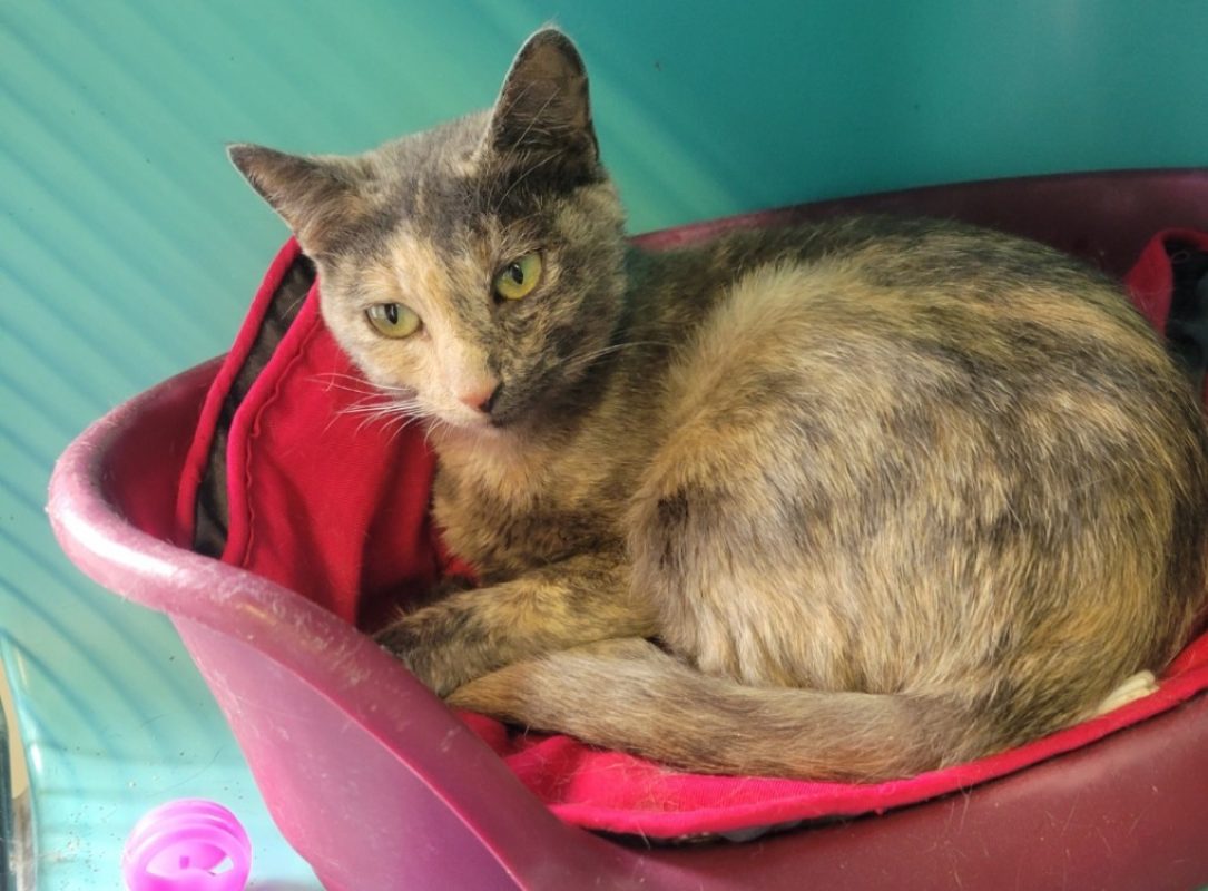Patata - Chat Européen à adopter