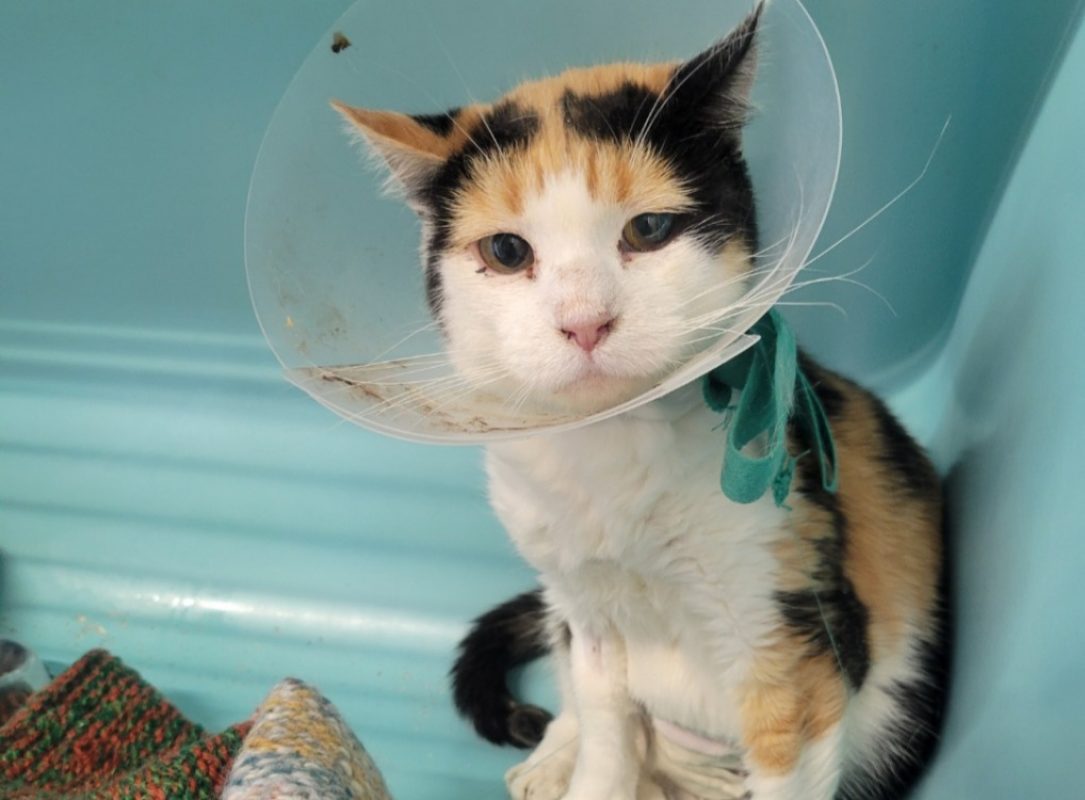 Brenda - Chat Européen à adopter