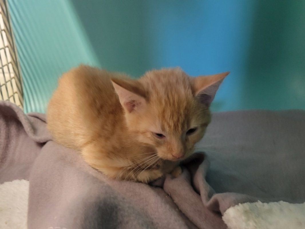 Briquet - Chat Européen à adopter
