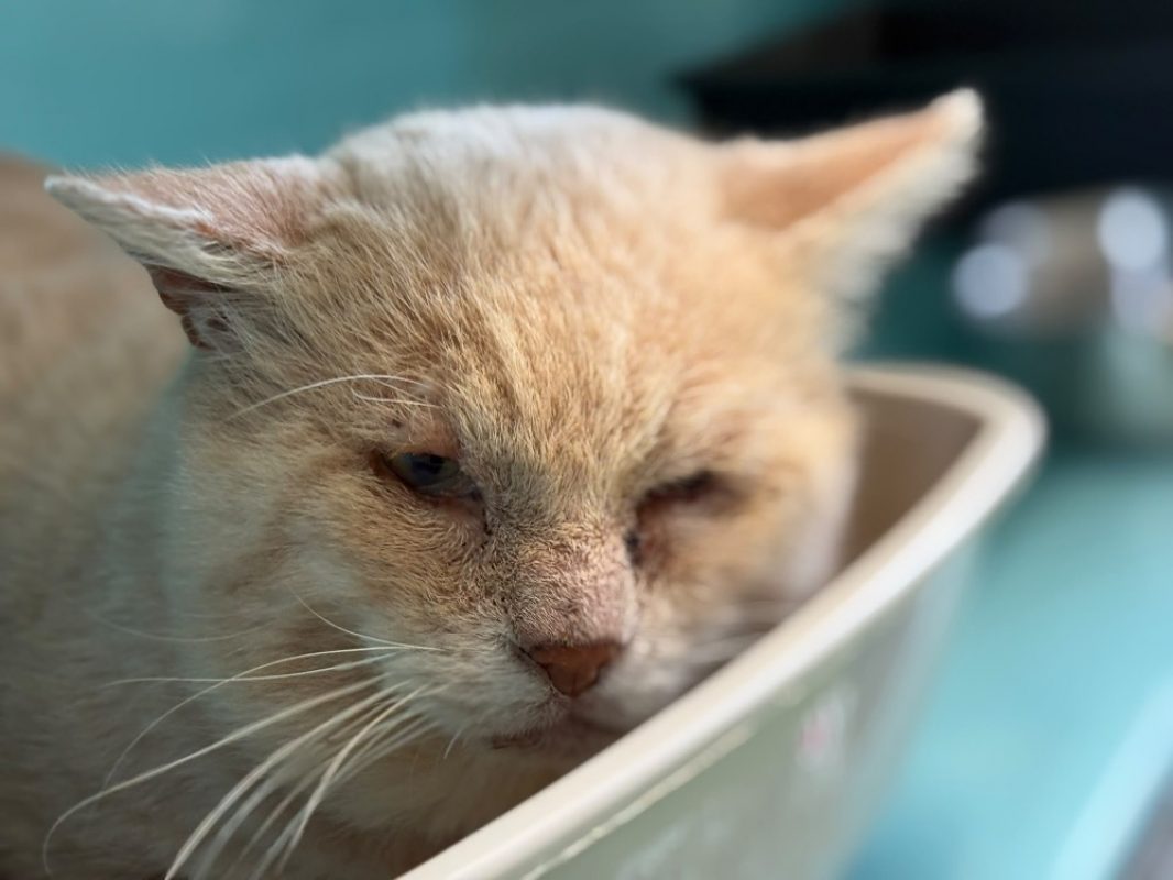 Mazu - Chat Européen à adopter