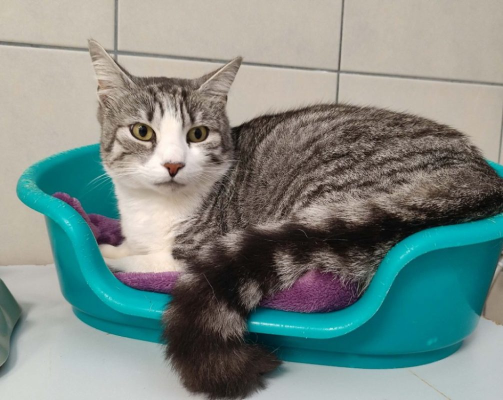 Canari - Chat Européen à adopter