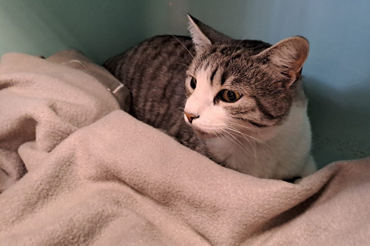 Canari - Chat Européen à adopter - photo 2