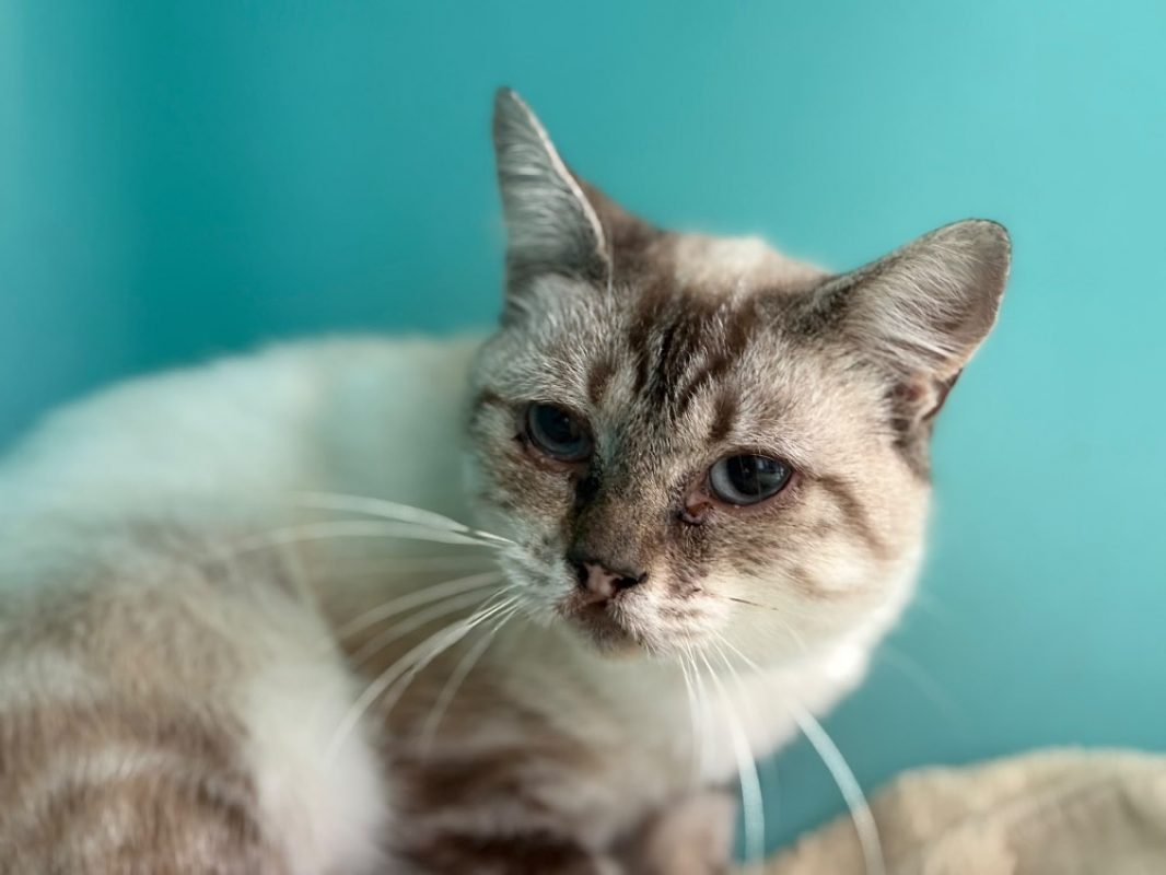 Cocotte - Chat Européen à adopter