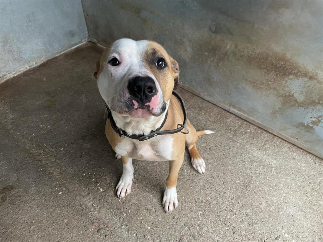 Tyson - Chien à adopter