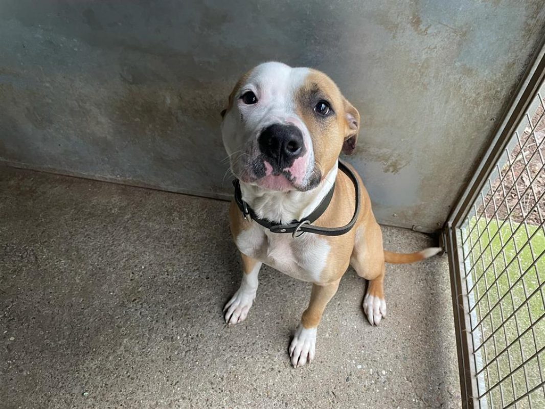 Tyson - Chien à adopter - photo 2
