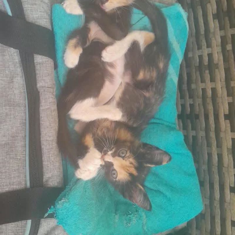 COQUINE - Chat Européen à adopter - photo 2