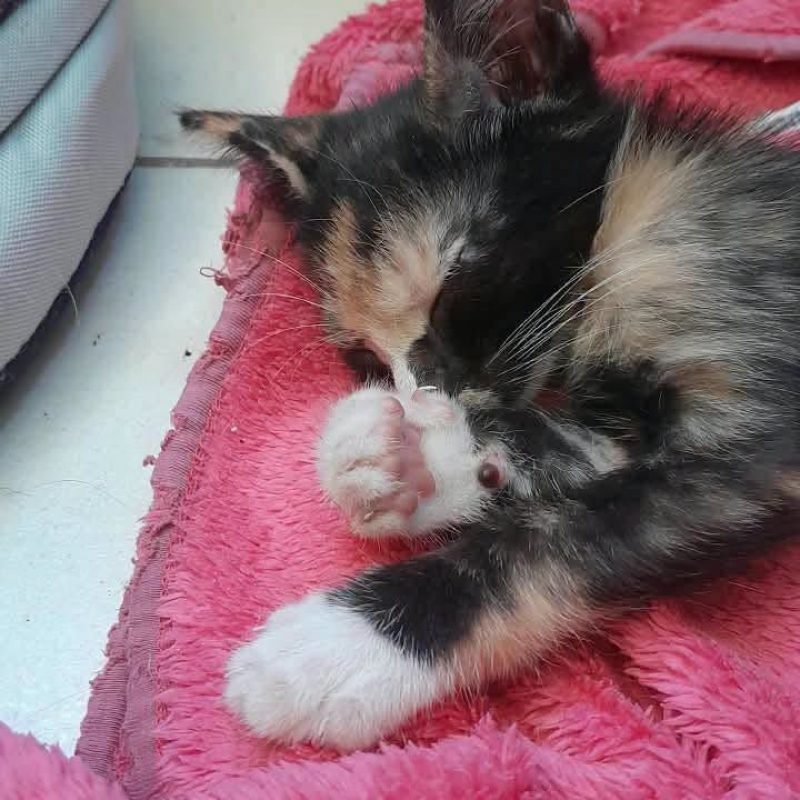 COQUINE - Chat Européen à adopter - photo 3