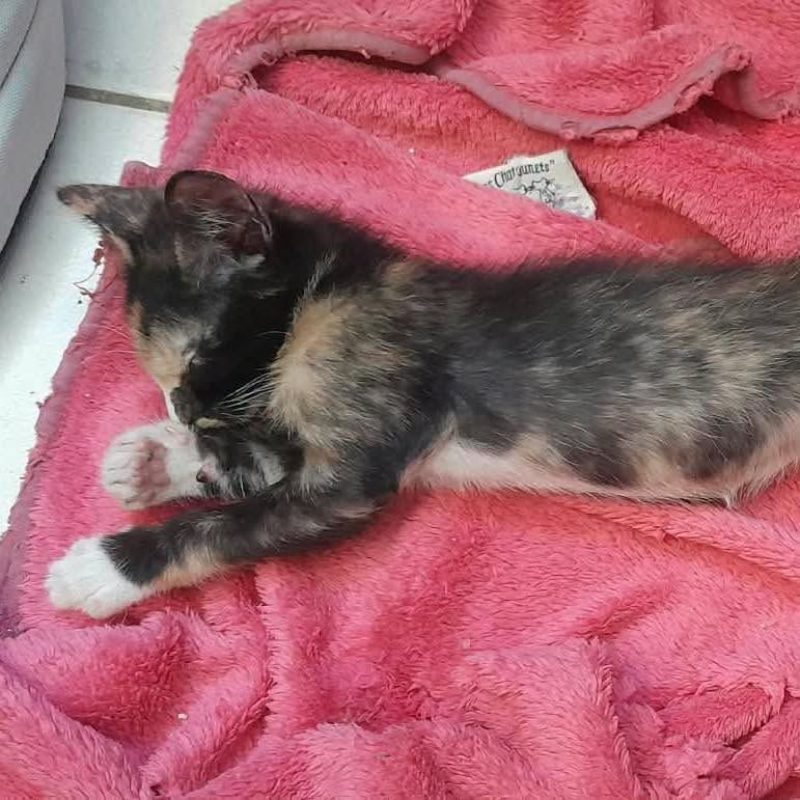 COQUINE - Chat Européen à adopter - photo 4