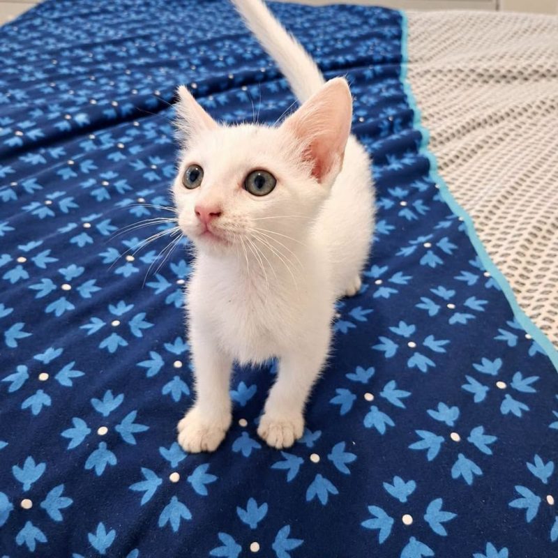 SANDRO - Chat Européen à adopter - photo 5