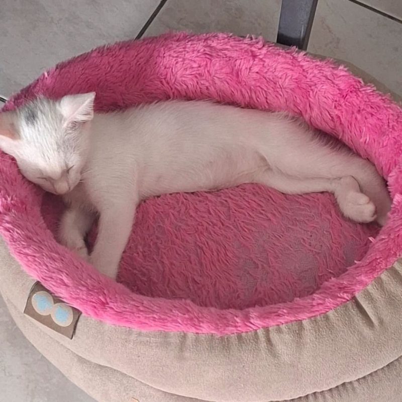 SANDRO - Chat Européen à adopter - photo 3