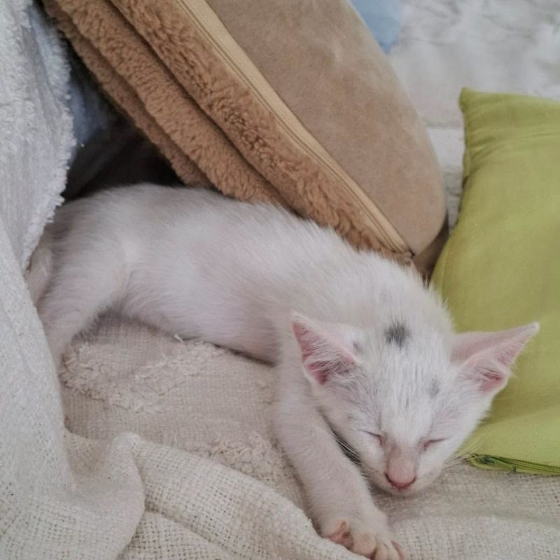 SANDRO - Chat Européen à adopter - photo 4