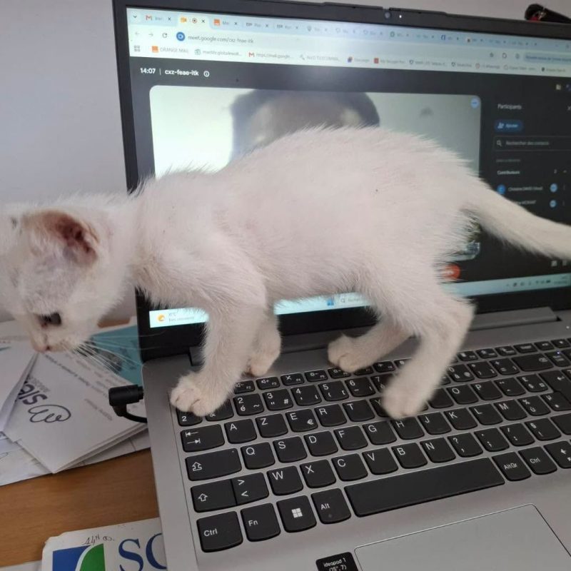 SANDRO - Chat Européen à adopter - photo 6