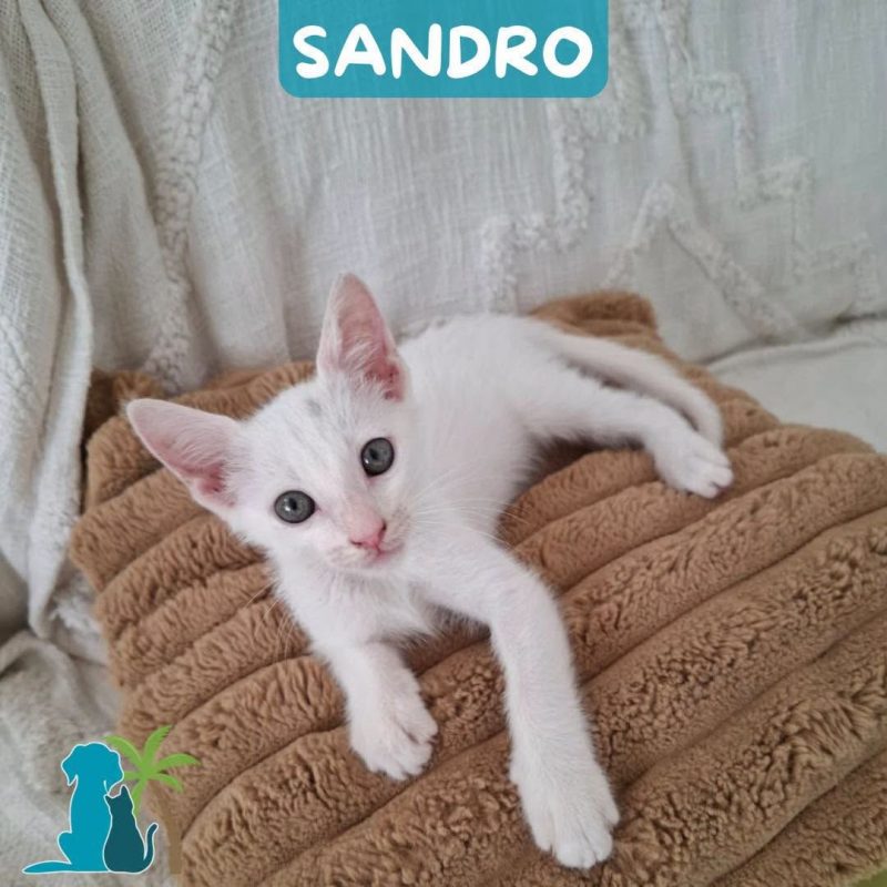 SANDRO - Chat Européen à adopter