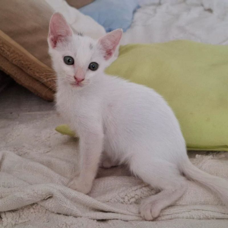 SANDRO - Chat Européen à adopter - photo 2