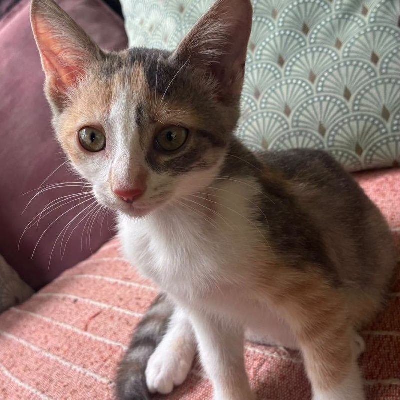 LAYA - Chat Européen à adopter - photo 4