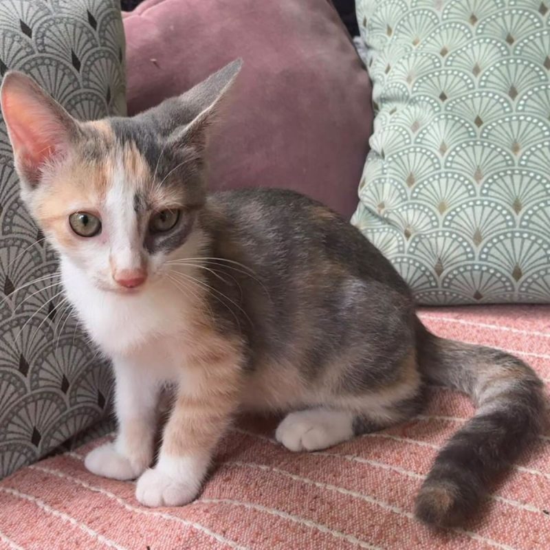 LAYA - Chat Européen à adopter - photo 2