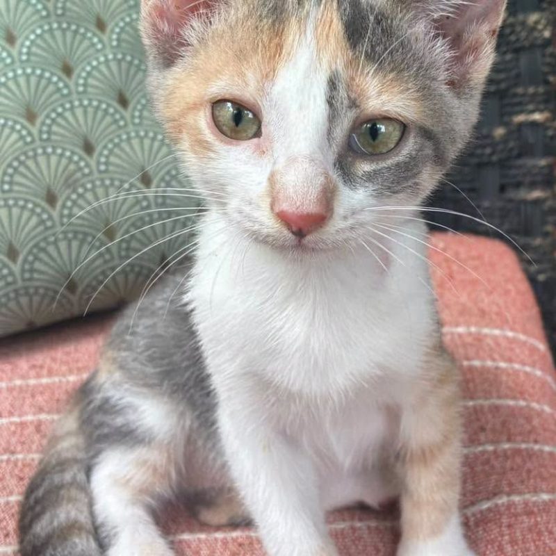 LAYA - Chat Européen à adopter - photo 3