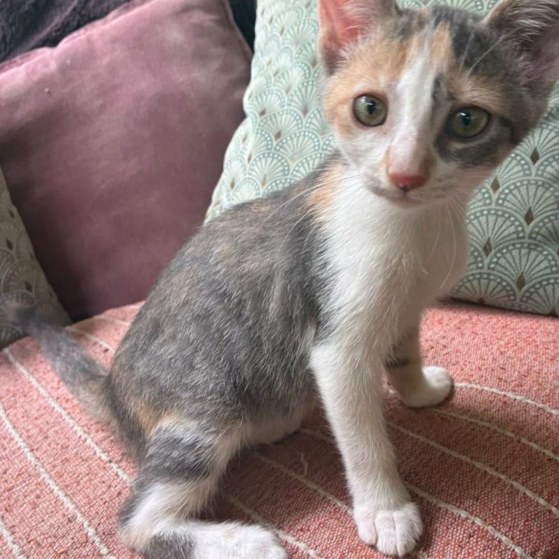 LAYA - Chat Européen à adopter - photo 7