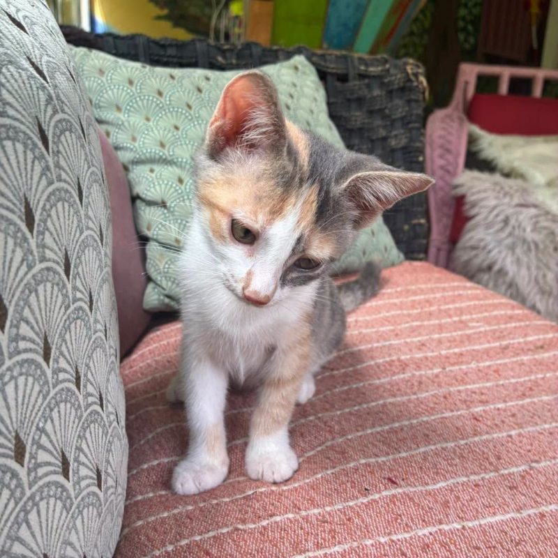 LAYA - Chat Européen à adopter - photo 5