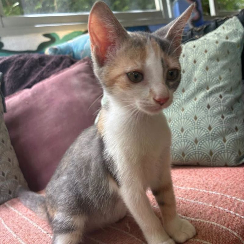 LAYA - Chat Européen à adopter - photo 6