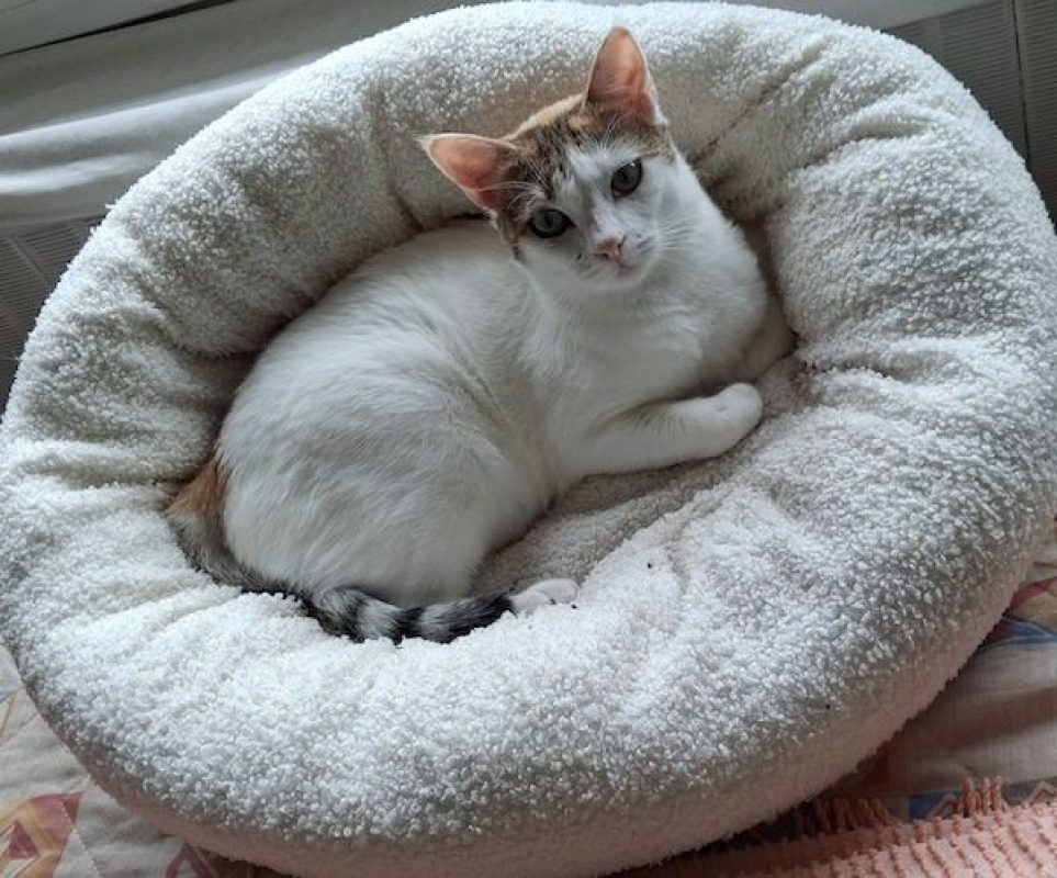 NEIGE - Chat à adopter