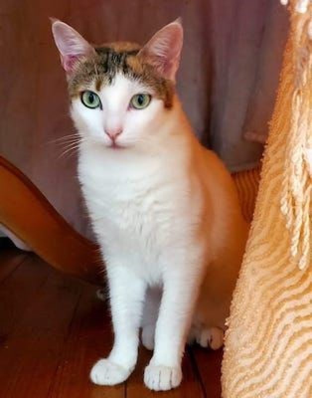 NEIGE - Chat à adopter - photo 4