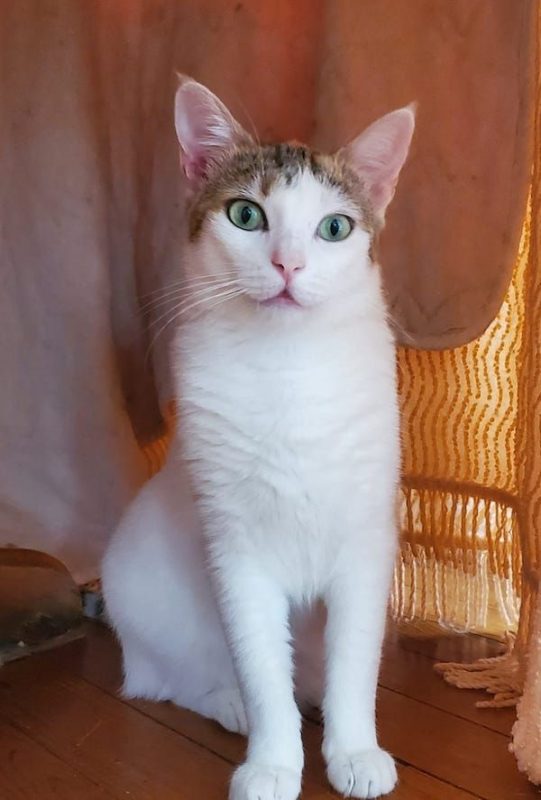 NEIGE - Chat à adopter - photo 2