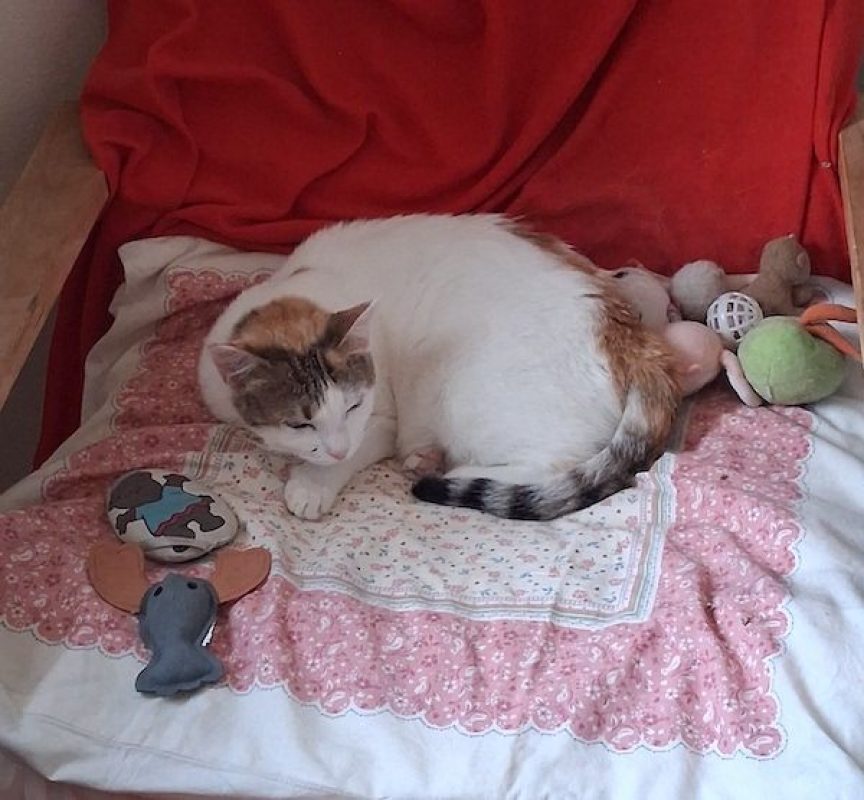 NEIGE - Chat à adopter - photo 3