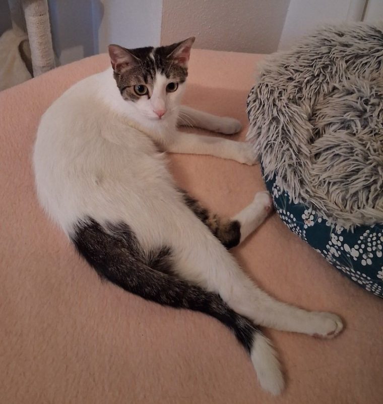 CEDRIC - Chat à adopter - photo 4