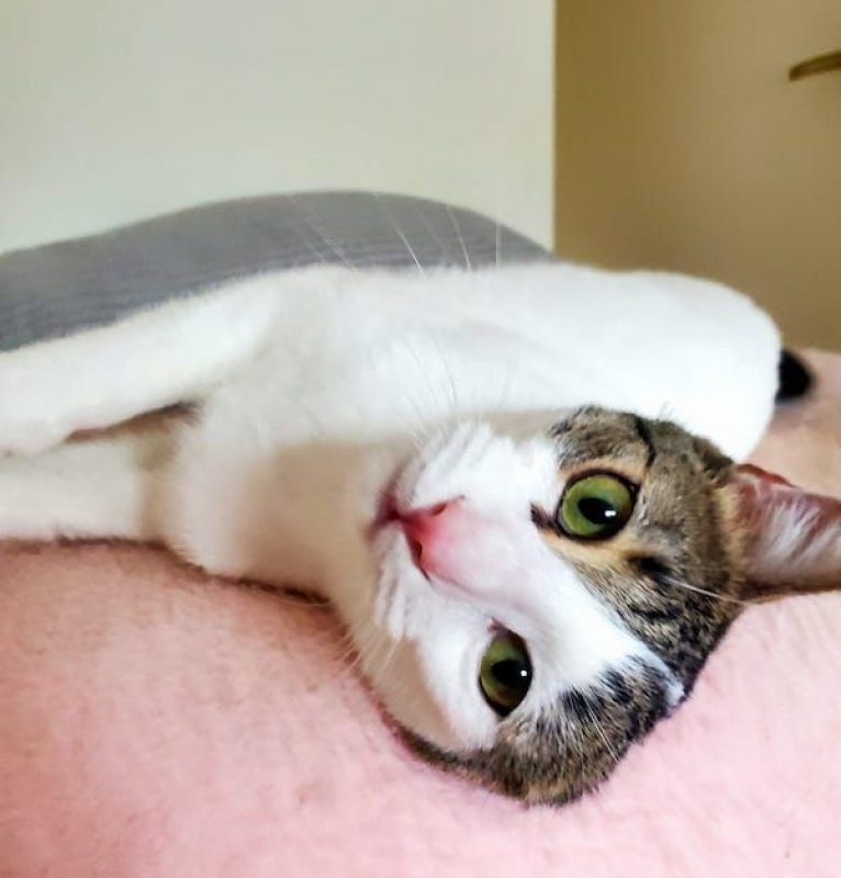 CEDRIC - Chat à adopter
